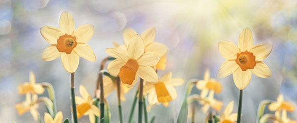 Yellow flowers